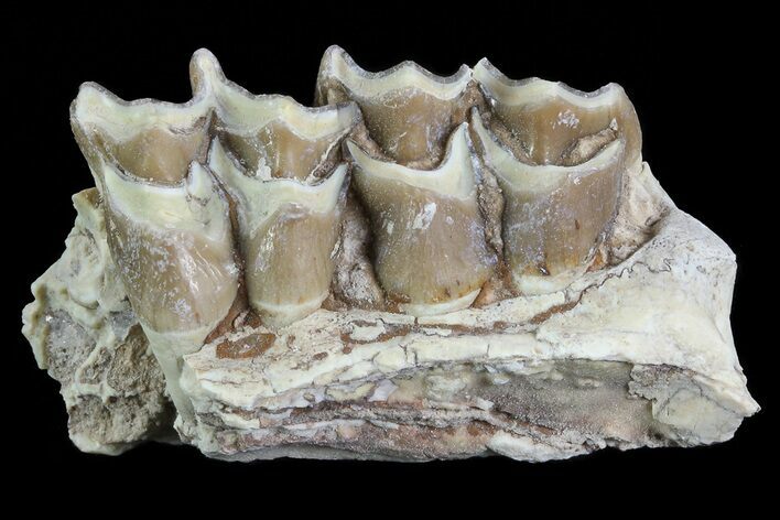 Oreodont Jaw Section With Teeth - South Dakota #81970